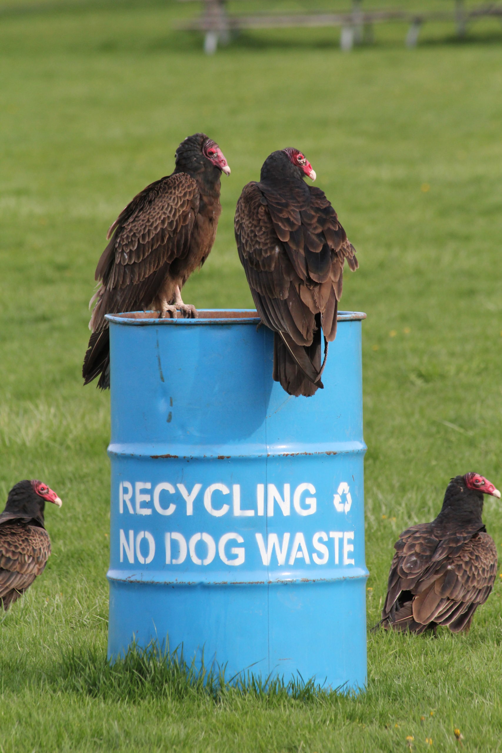 Vulture Culture: The Ups and Downs of the Turkey Vulture - Bolsa Chica Land