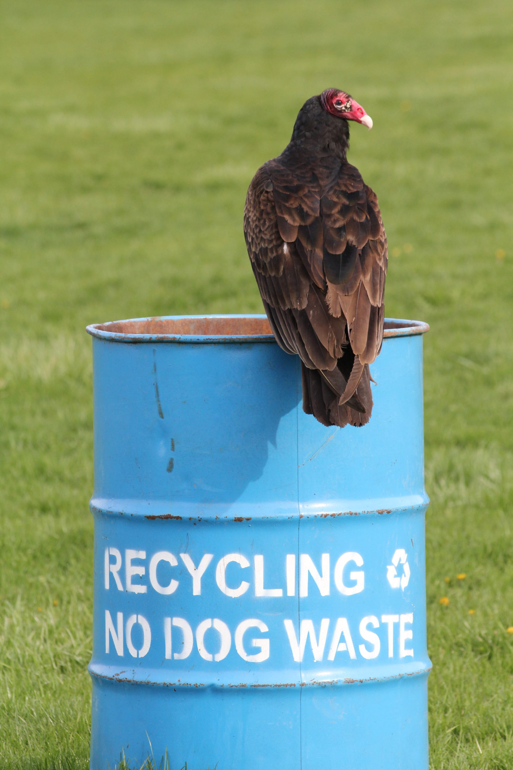 Urban Observation of the Week: Turkey Vulture - Life in the City