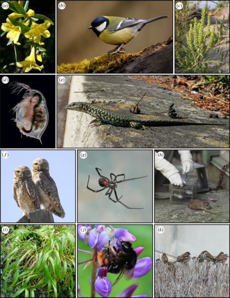 urban evolution is occurring in many different organisms