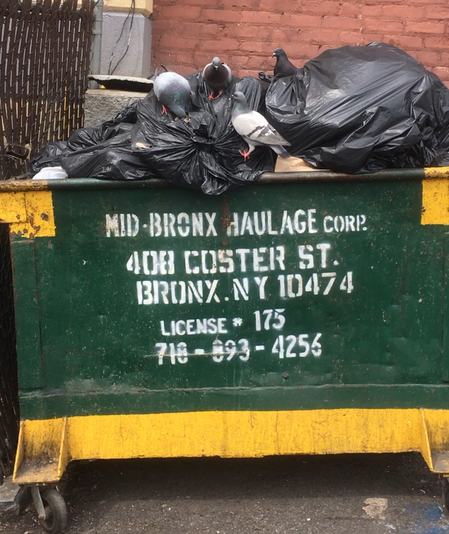 Is Anthropogenic Food Waste Driving the Evolution of Urban Animals?