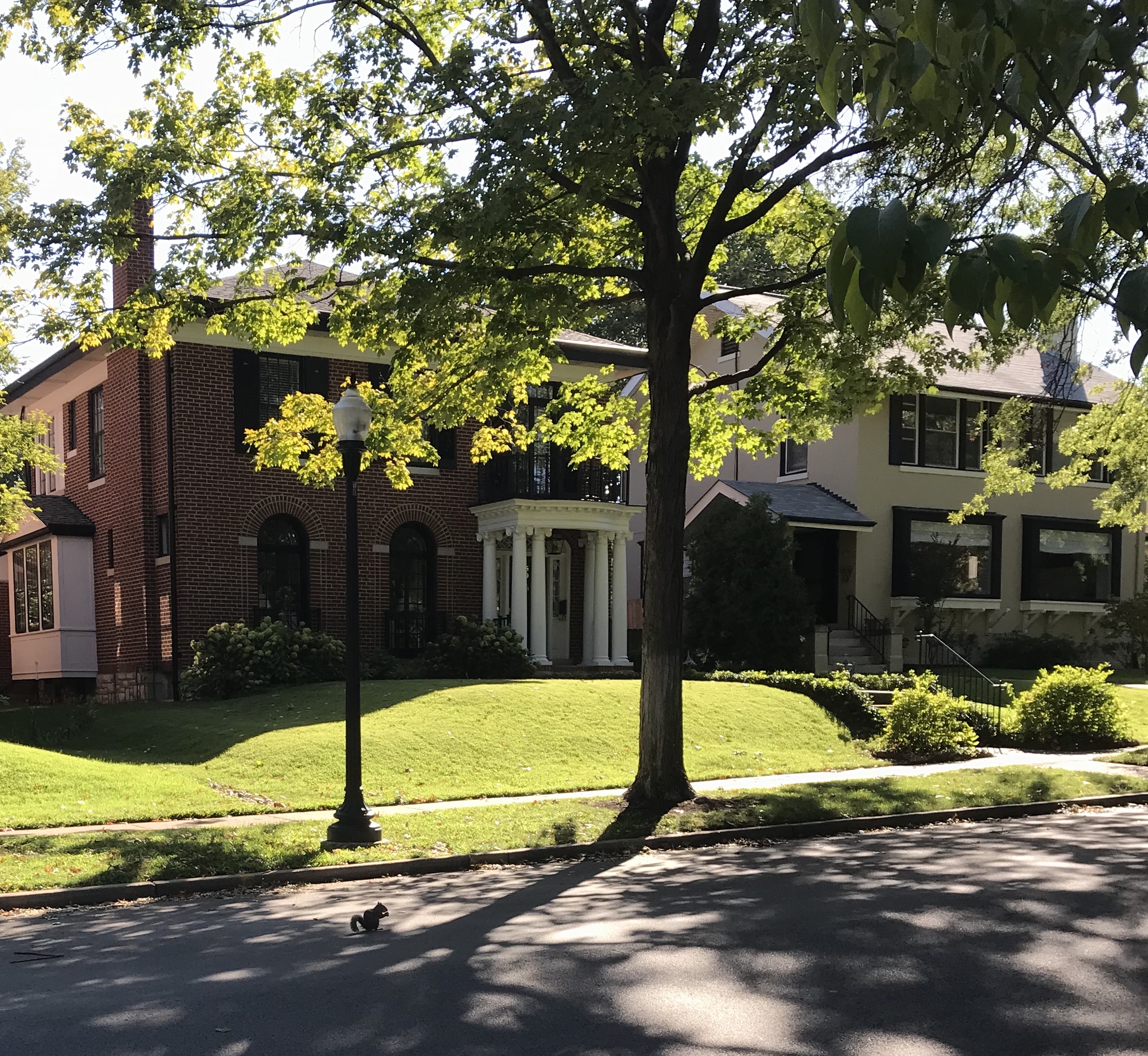 Why Did the Squirrel Cross the Road?