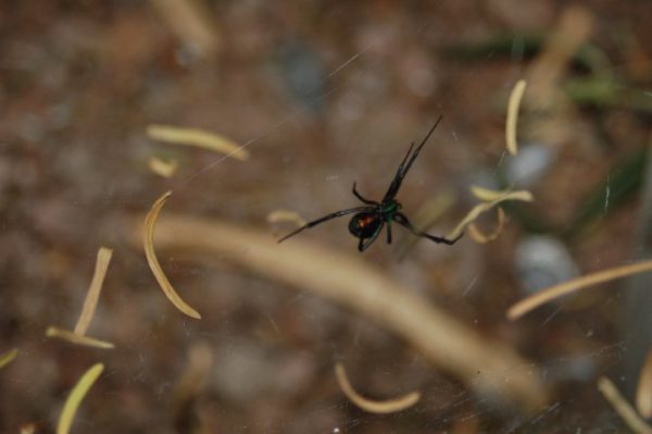 Proc B. Special Issue: Urban Hubs of Connectivity: Contrasting Patterns of Gene Flow Within and Among Cities in the Western Black Widow Spider