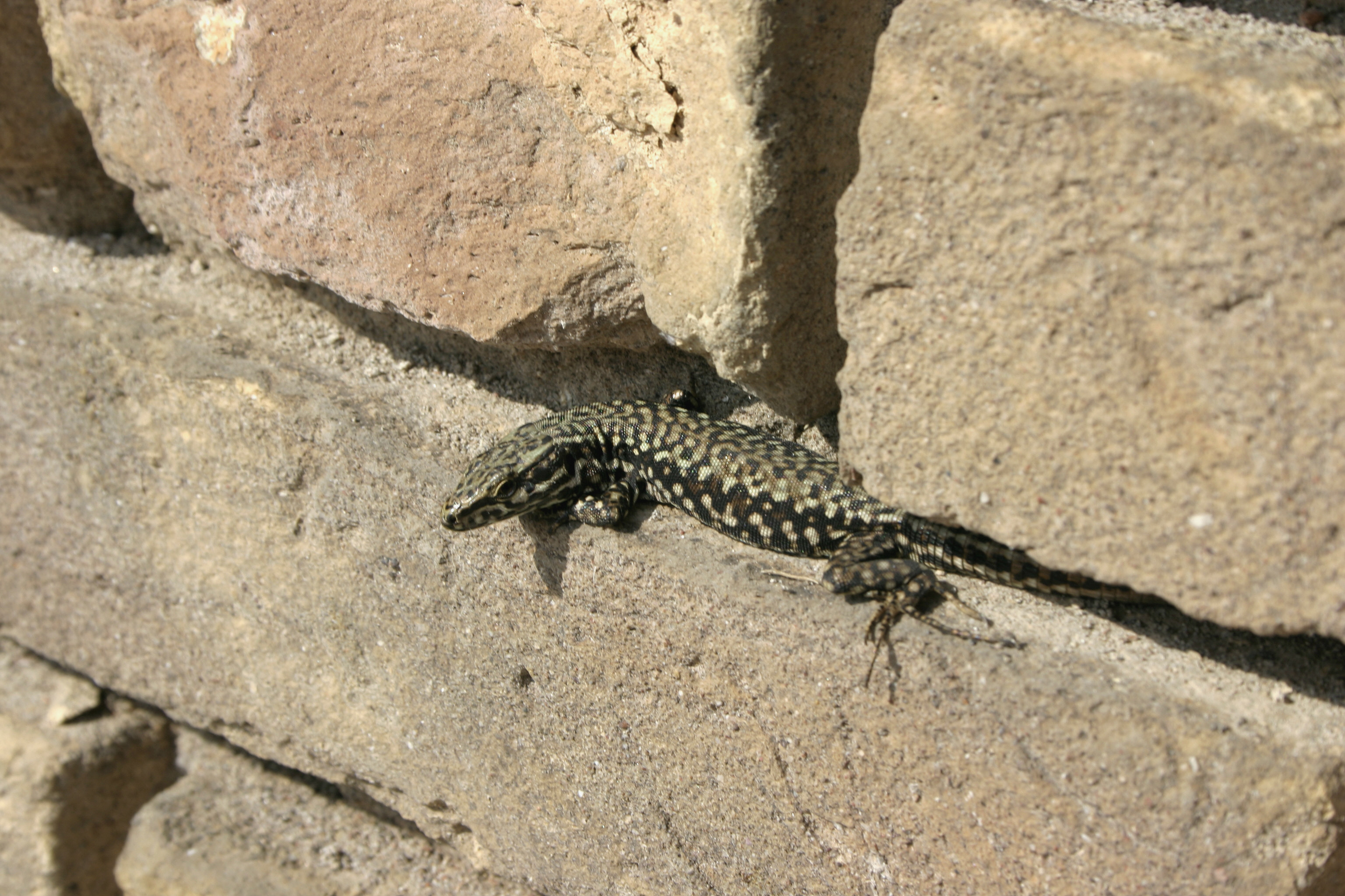 Proc. B Special Issue: Cities as Novel Hybrid Zones for Lizards