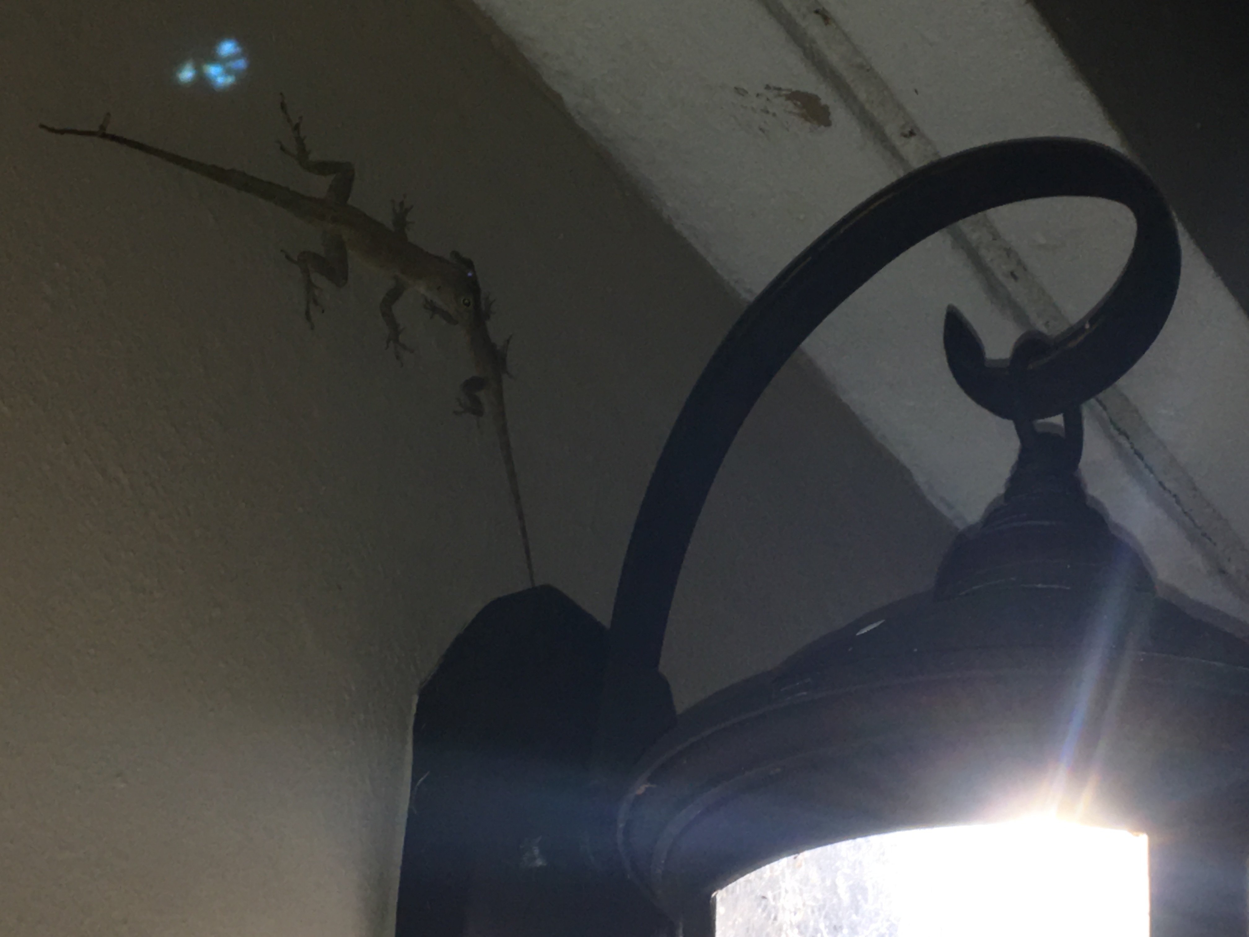 It’s Lit in the City