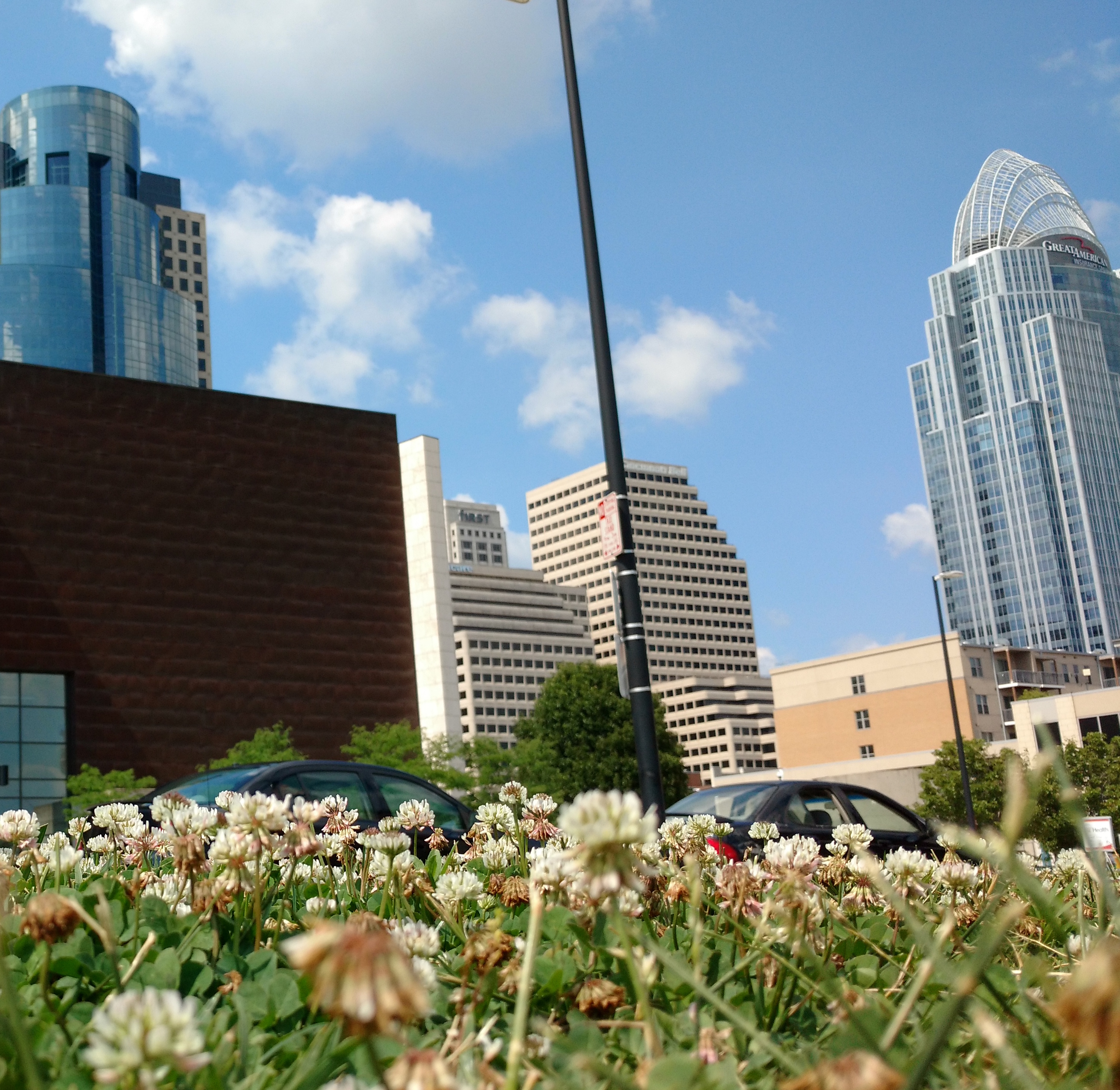 urban white clover