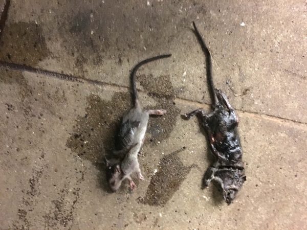 The Good, The Bad, and The Smelly: Fieldwork in the Big Apple