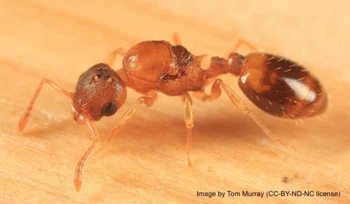 Proc. B Special Issue: City Ants Adapt to Hotter Environment