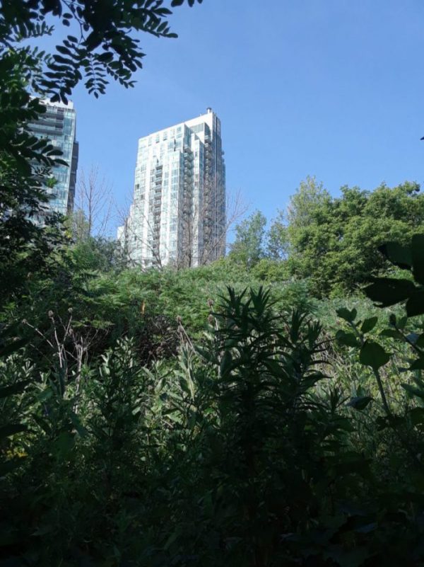 How to Talk to Passersby About Urban Evolution… Without Sounding Crazy