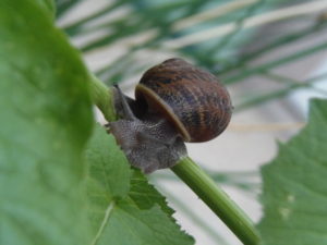 Cornu aspersum snail eating a garden plant