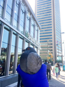 urban pigeon gets its blood glucose tested