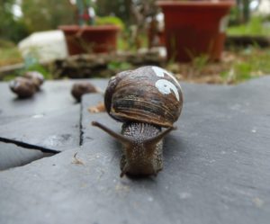 A Cornu aspersum urban snail crawling at the camera