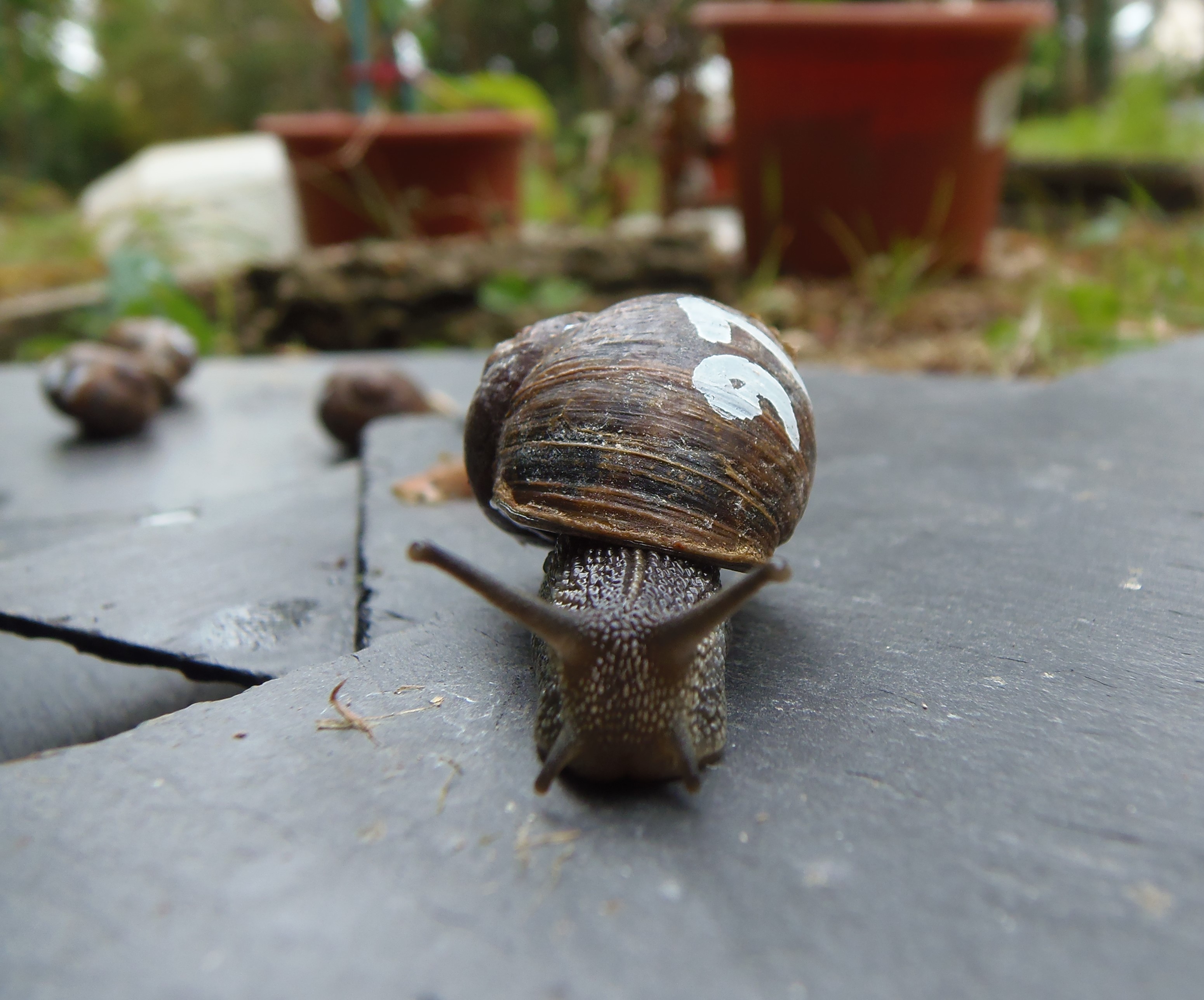 City Trails of Urban Snails