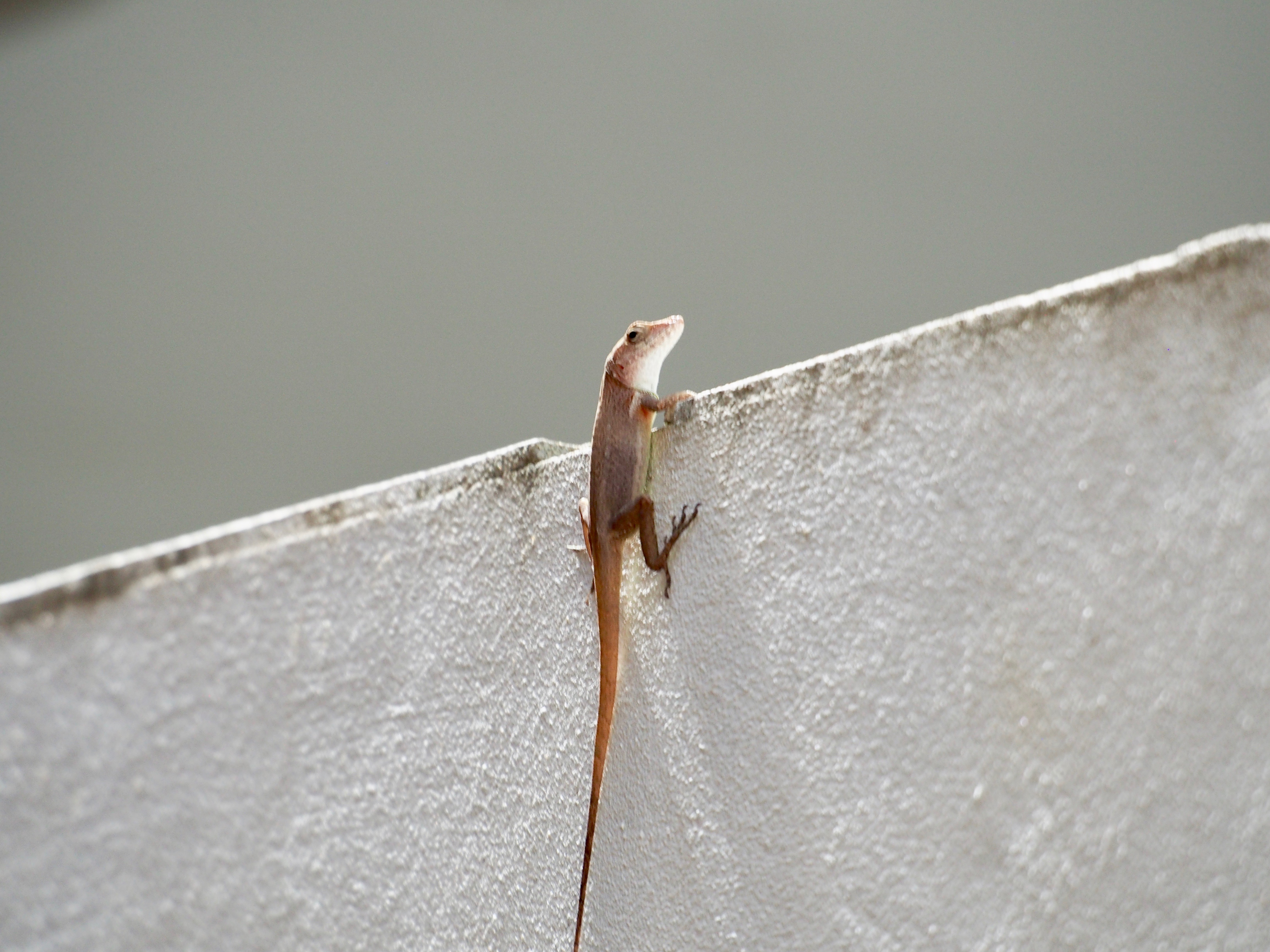 Natural History of Urban Organisms