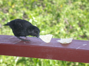 Darwin's finches feeding on potato chips