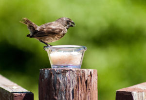 Darwin's finches feeding on rice