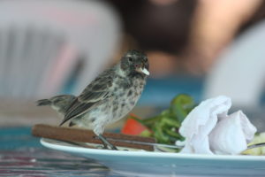 Darwin's finches feeding on scraps