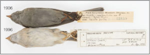 museum collections can be used for answering urban evolution questions