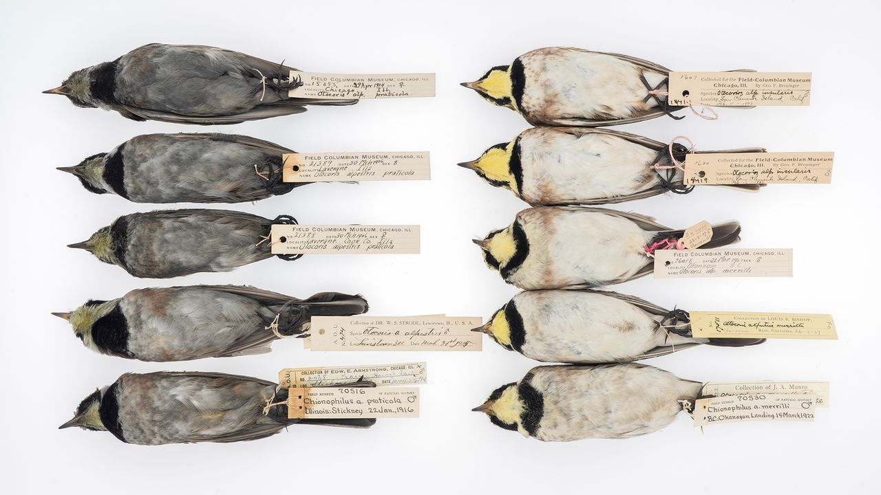 Museum Collections are Essential to our Understanding of Urban Evolution