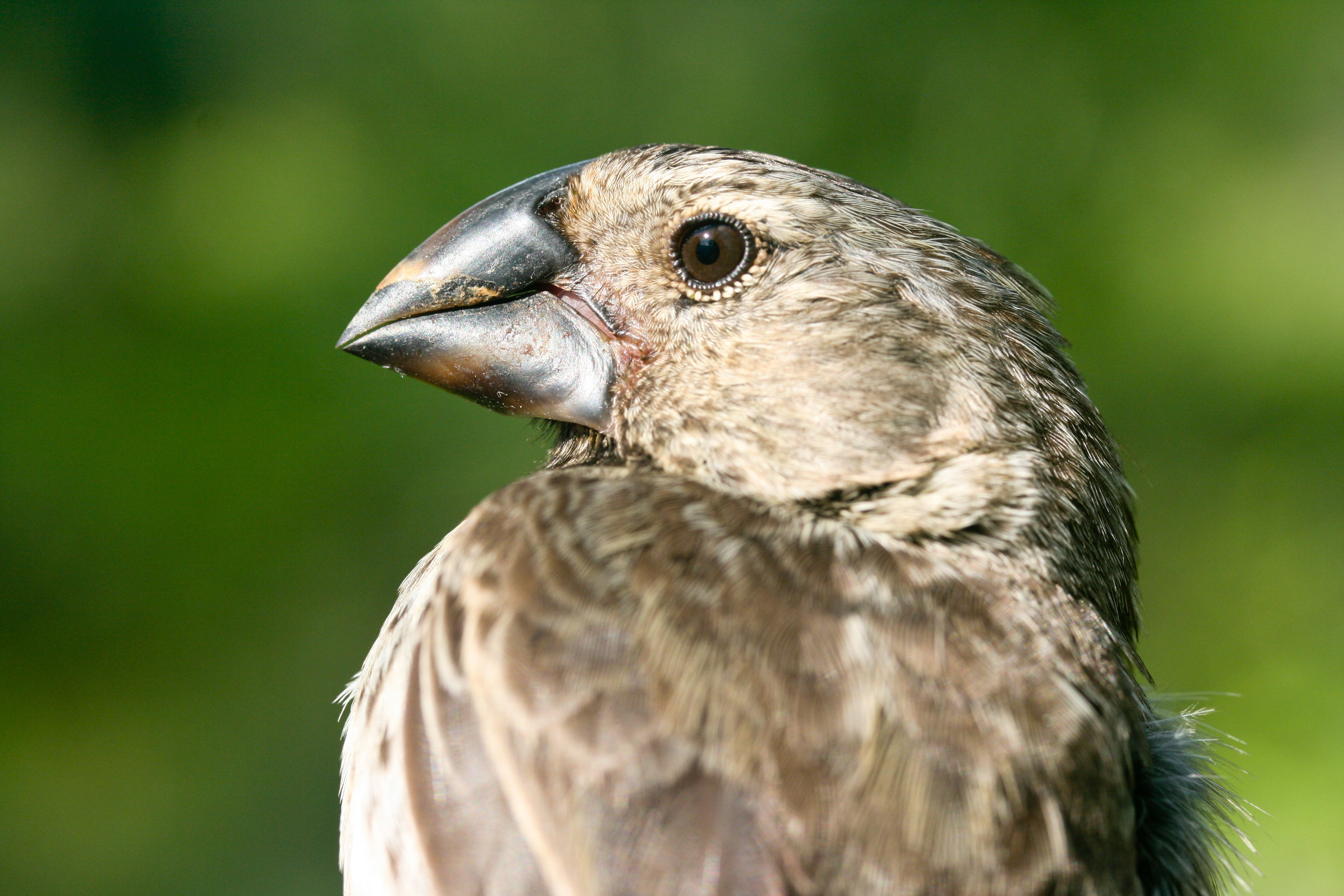 The Future Of Darwin's Finches With Intensifying Urbanization - Life In ...