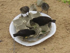 Finches choosing between natural and human food
