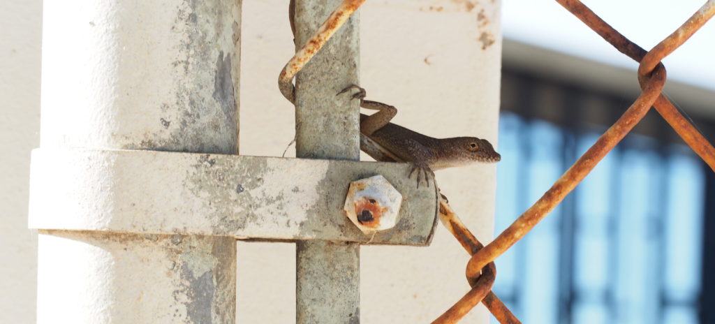urban lizard