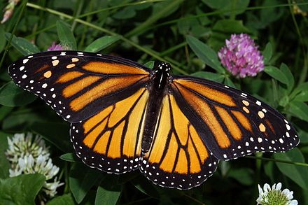 SICB 2019: How Does Road Salt Affect Monarch Butterfly Life History?