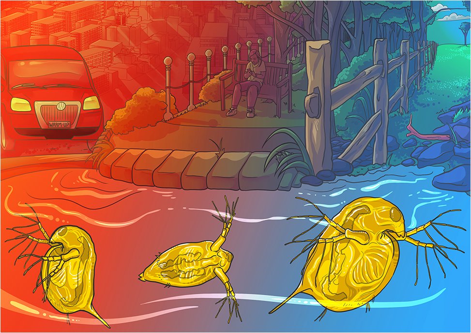 Time for a Dive Part II: Urban Evolution in the Aquatic