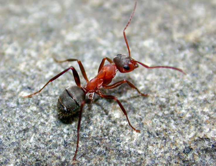 SICB 2019: What Factors Influence How Ants Cope With High Urban Temperatures?