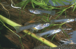 SICB 2019: Urbanization Affects the Stress Physiology and Life History of Stream Fish