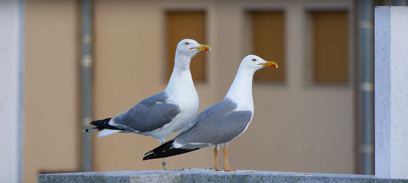 City Gulls of Spain