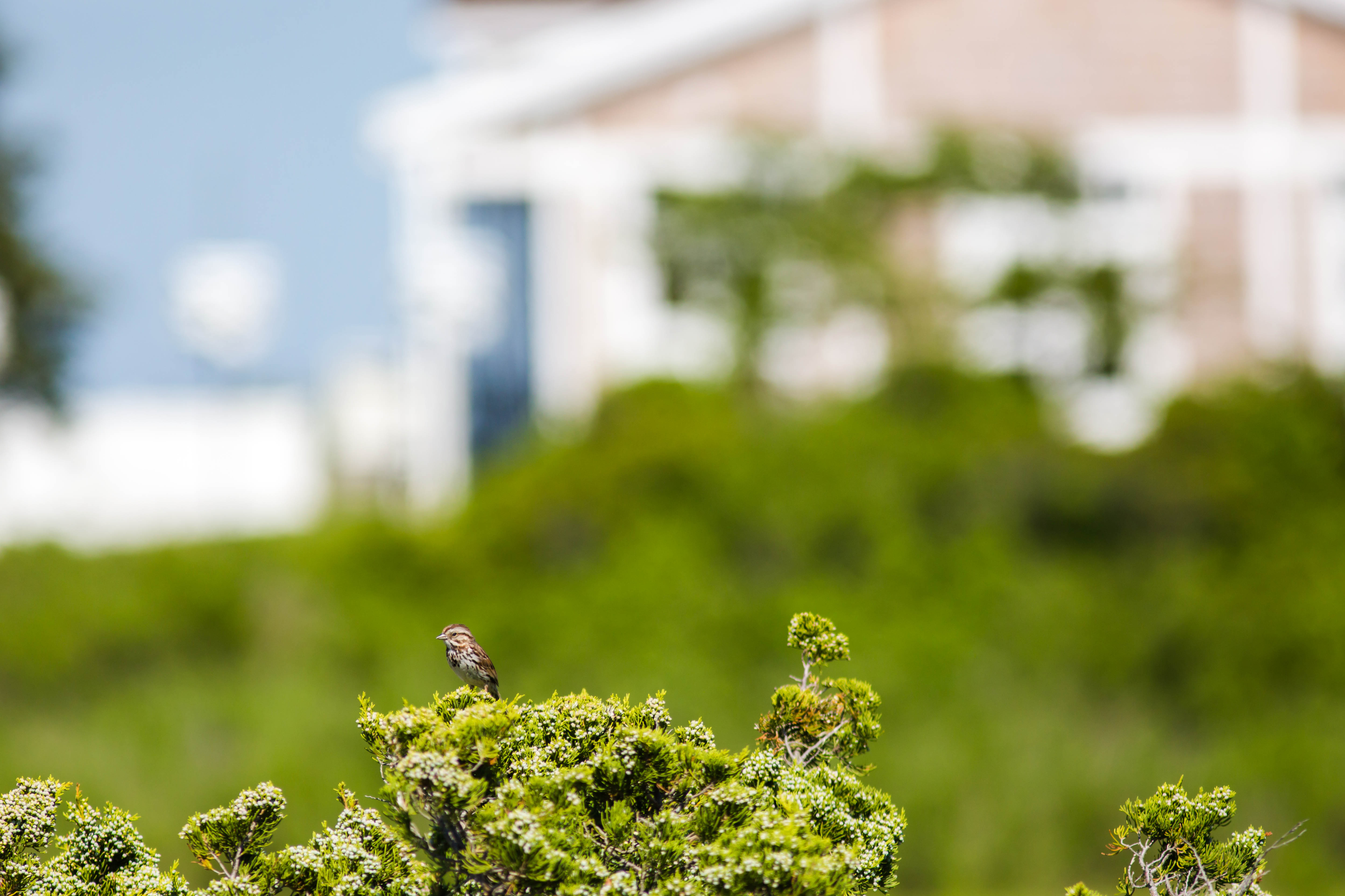 SICB 2019: Female Aggression in Song Sparrows is Higher in Urban Habitats