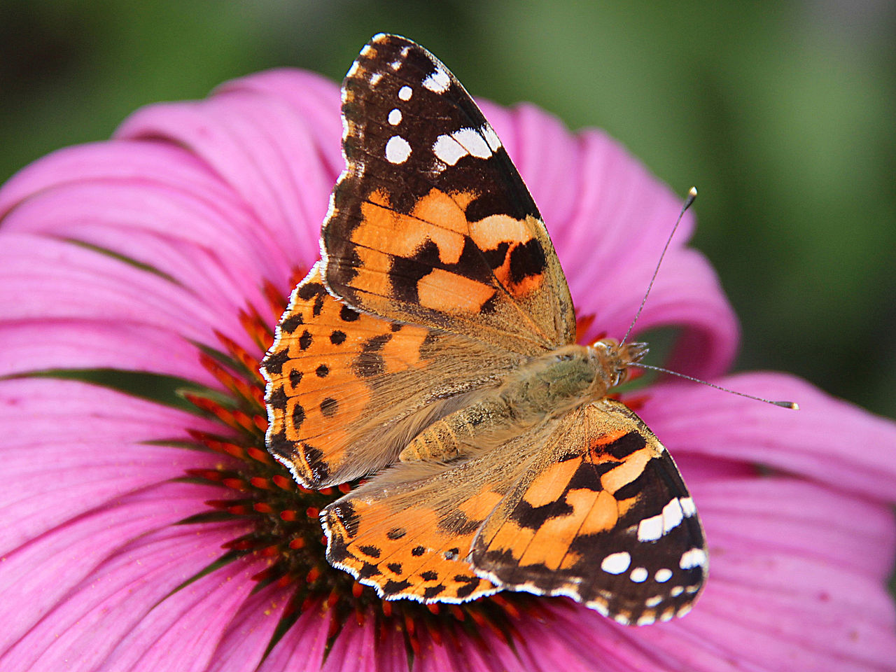 SICB 2019: Do Warm City Nights Accelerate Development and Growth of Butterflies?