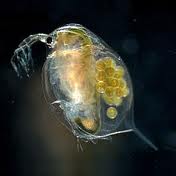 Daphnia can be found in urban aquatic habitats