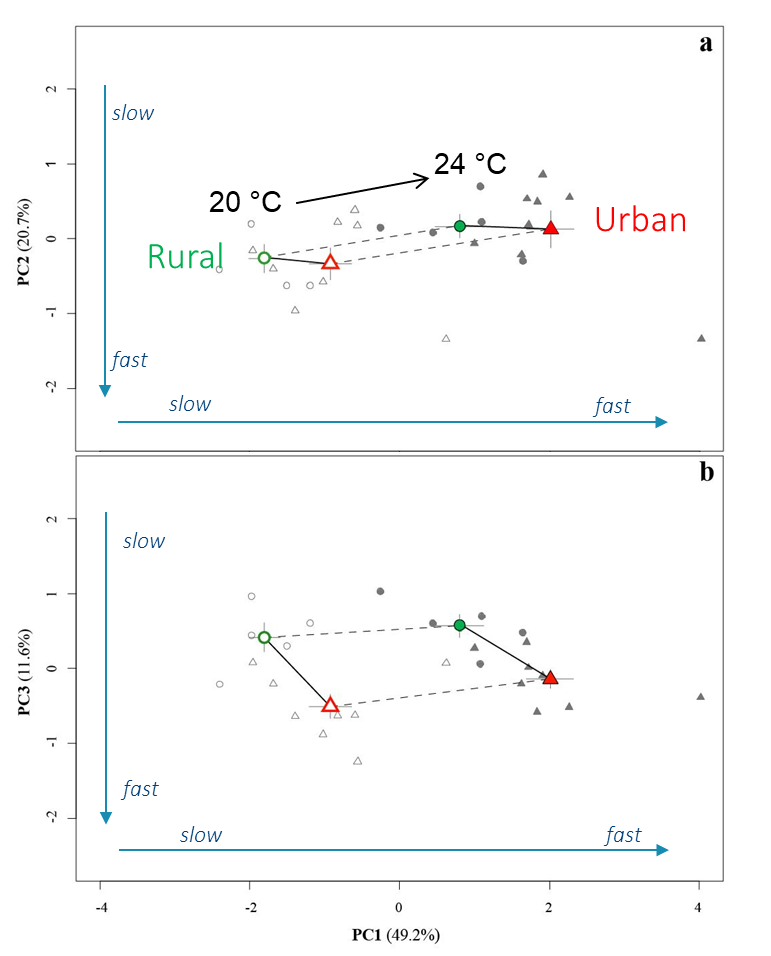 Daphnia phenotypic trajectory