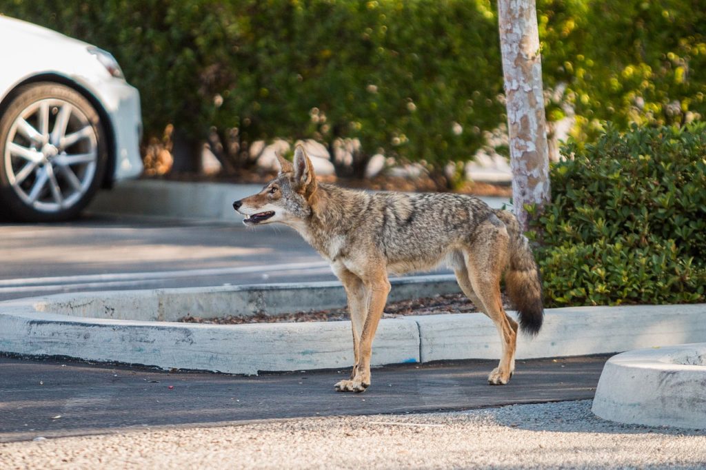 Urban Coyote