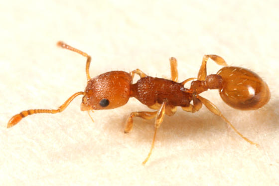 City Living in a Nutshell: Urban Ants Acclimate to Higher Temperatures Faster