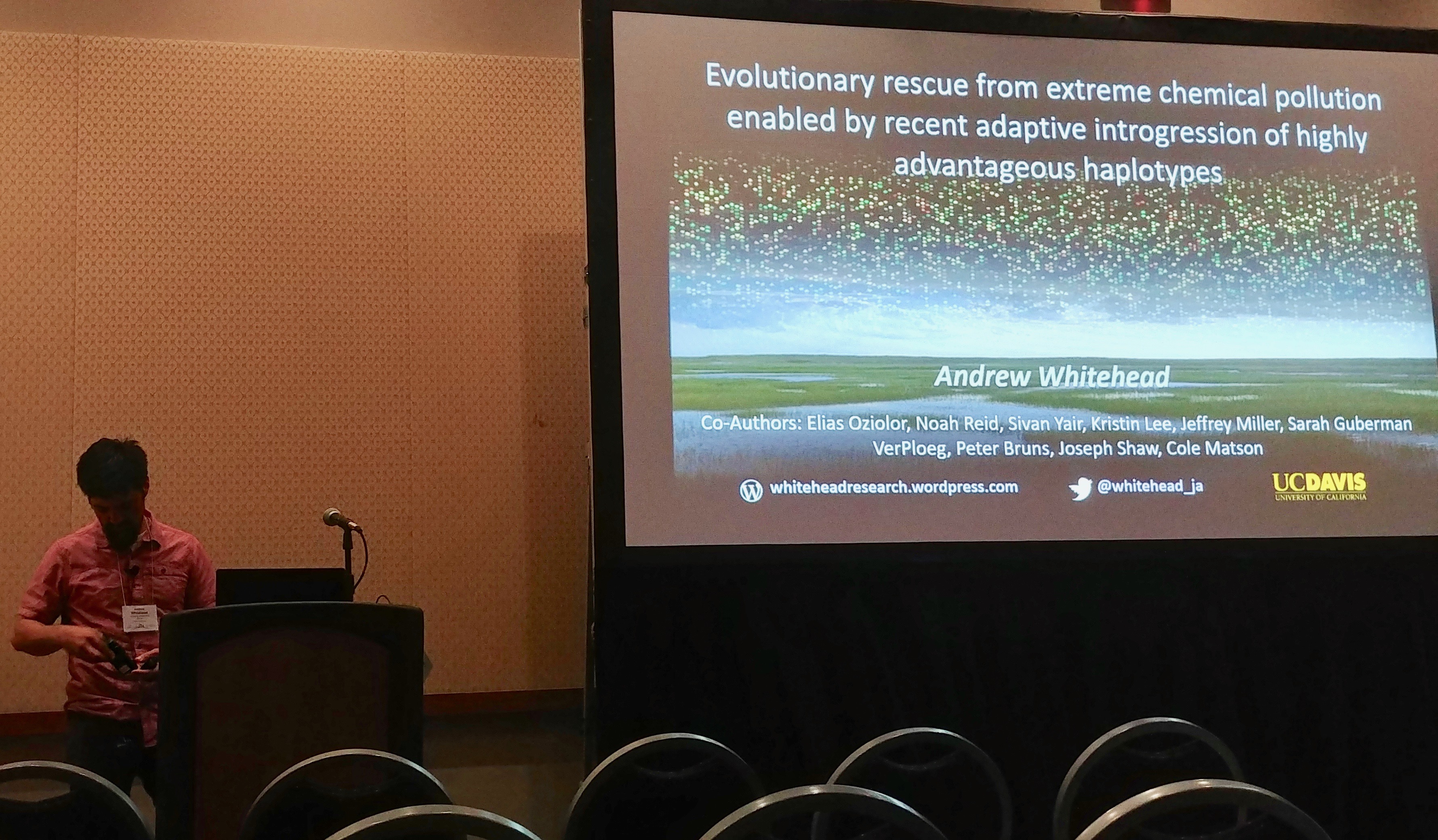 Evolution 2019: Evolutionary Rescue from Extreme Environmental Pollution Enabled by Recent Adaptive Introgression of Highly Advantageous Haplotypes