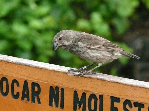 Evolution 2019: Urbanization Drives Evolution of Darwin’s Finches in the Galápagos