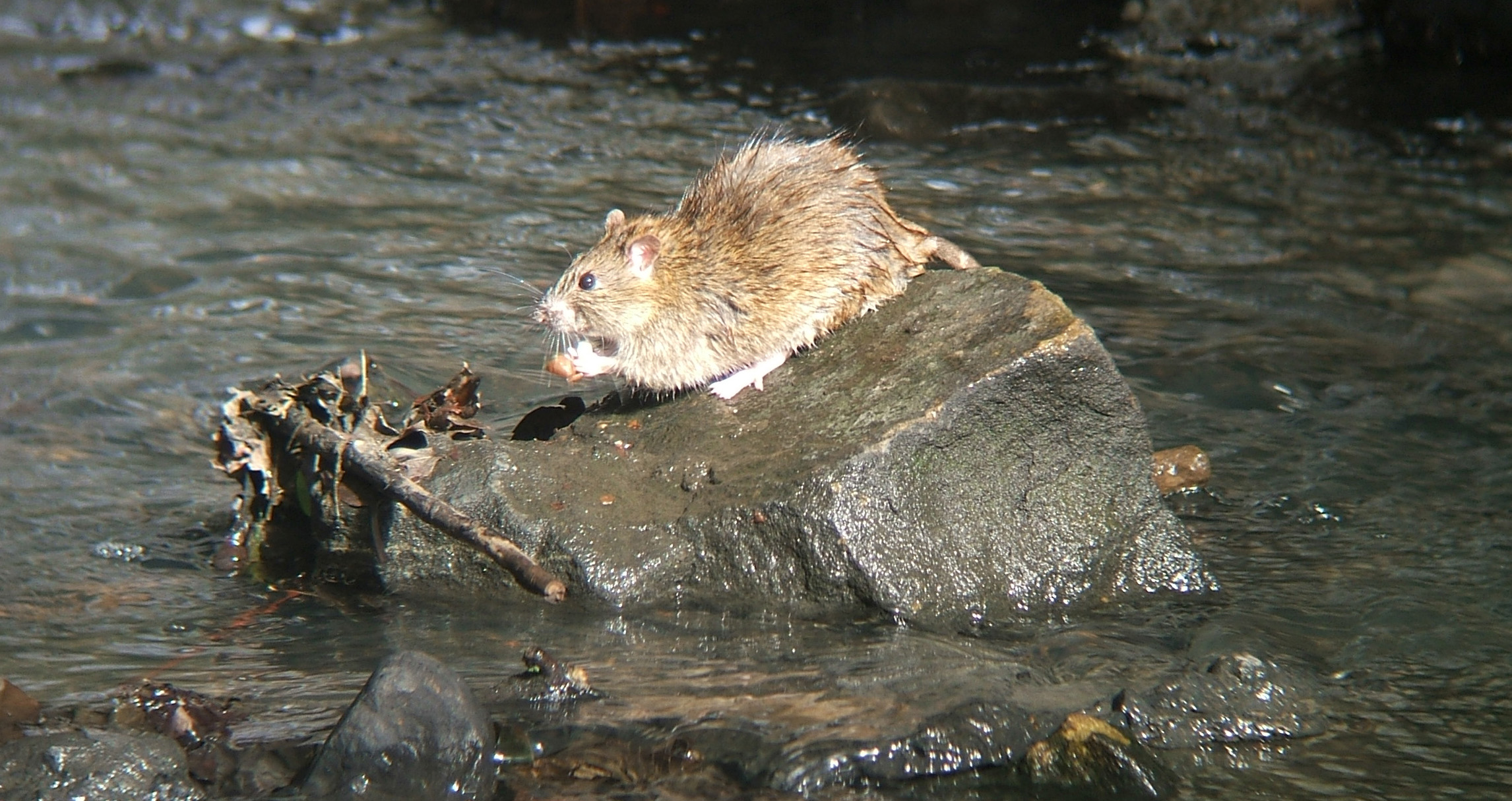 Urban Rodent Control has Big Genetic Impacts for Rats in Brazil
