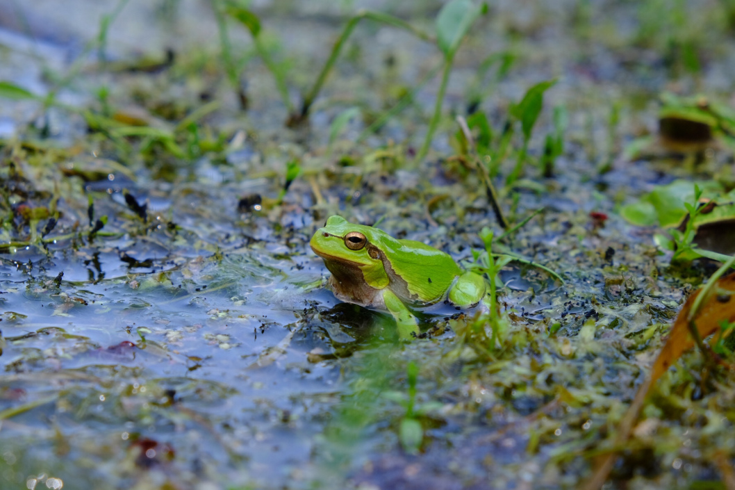 Evolution 2019: Do Frogs Respond Eco-Evolutionarily to the Chernobyl Incident?