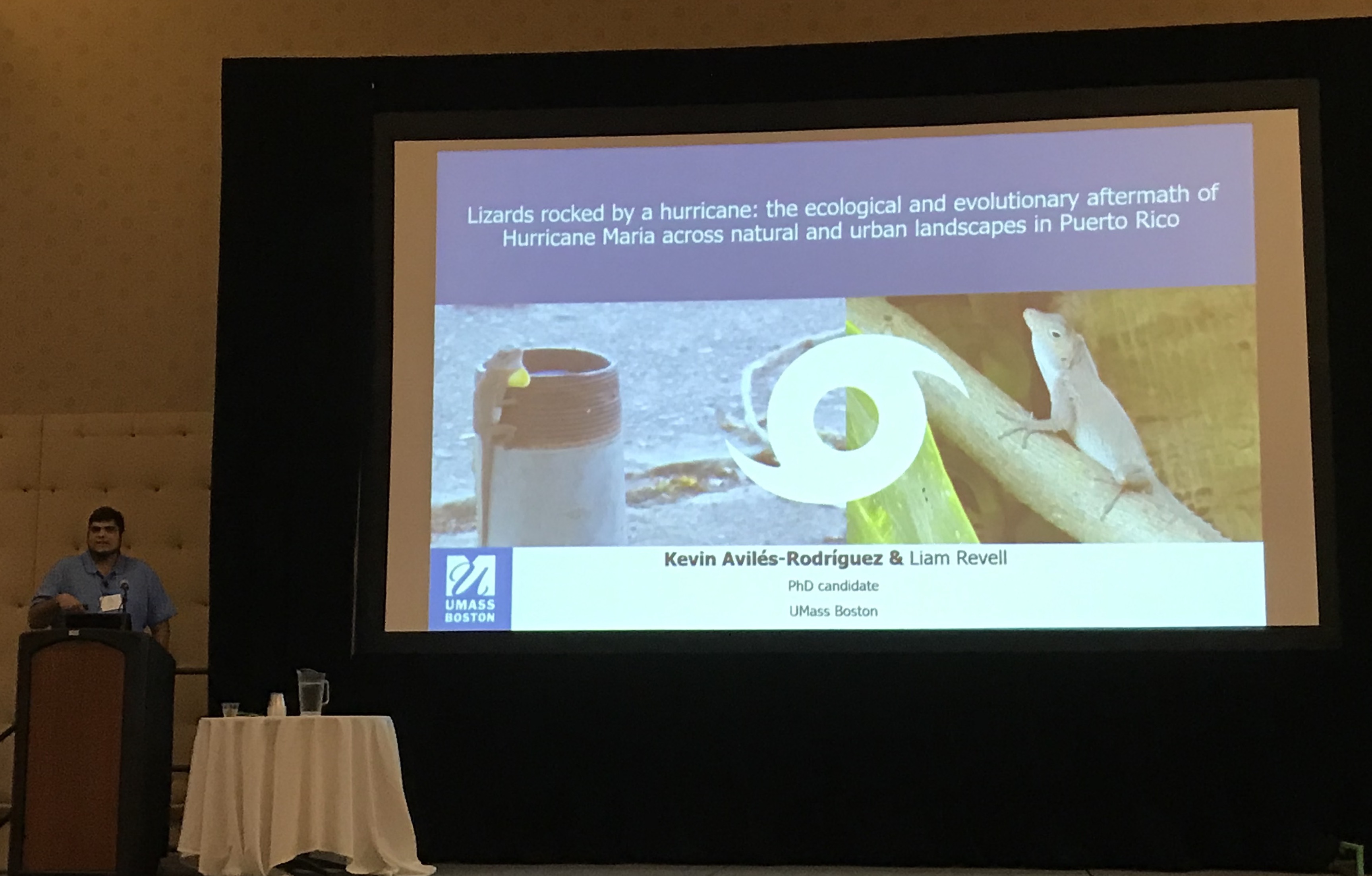 Evolution 2019: Urban Lizard Morphology Changes After Hurricane Maria