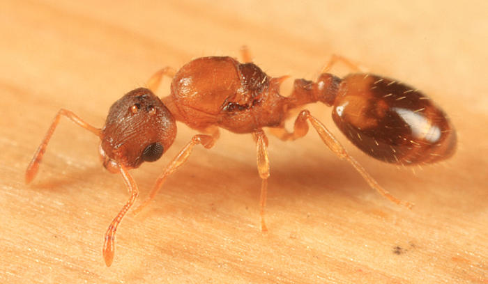 Evolution 2019: A Test for Transgenerational Plasticity in the Adaptive Divergence of Acorn Ant Thermal Tolerance Across an Urban-Rural Temperature Cline