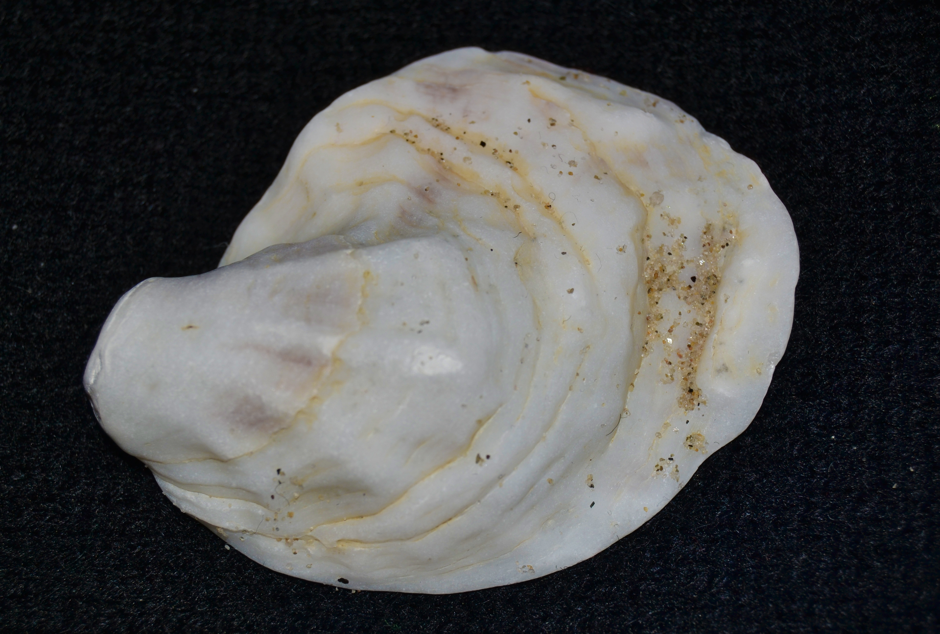 Evolution 2019: Adaptation to Coastal Stressors in Oyster Larvae