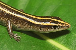 Authors measured flight initiation distance of the Azure tailed skink