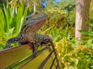 urban dragon