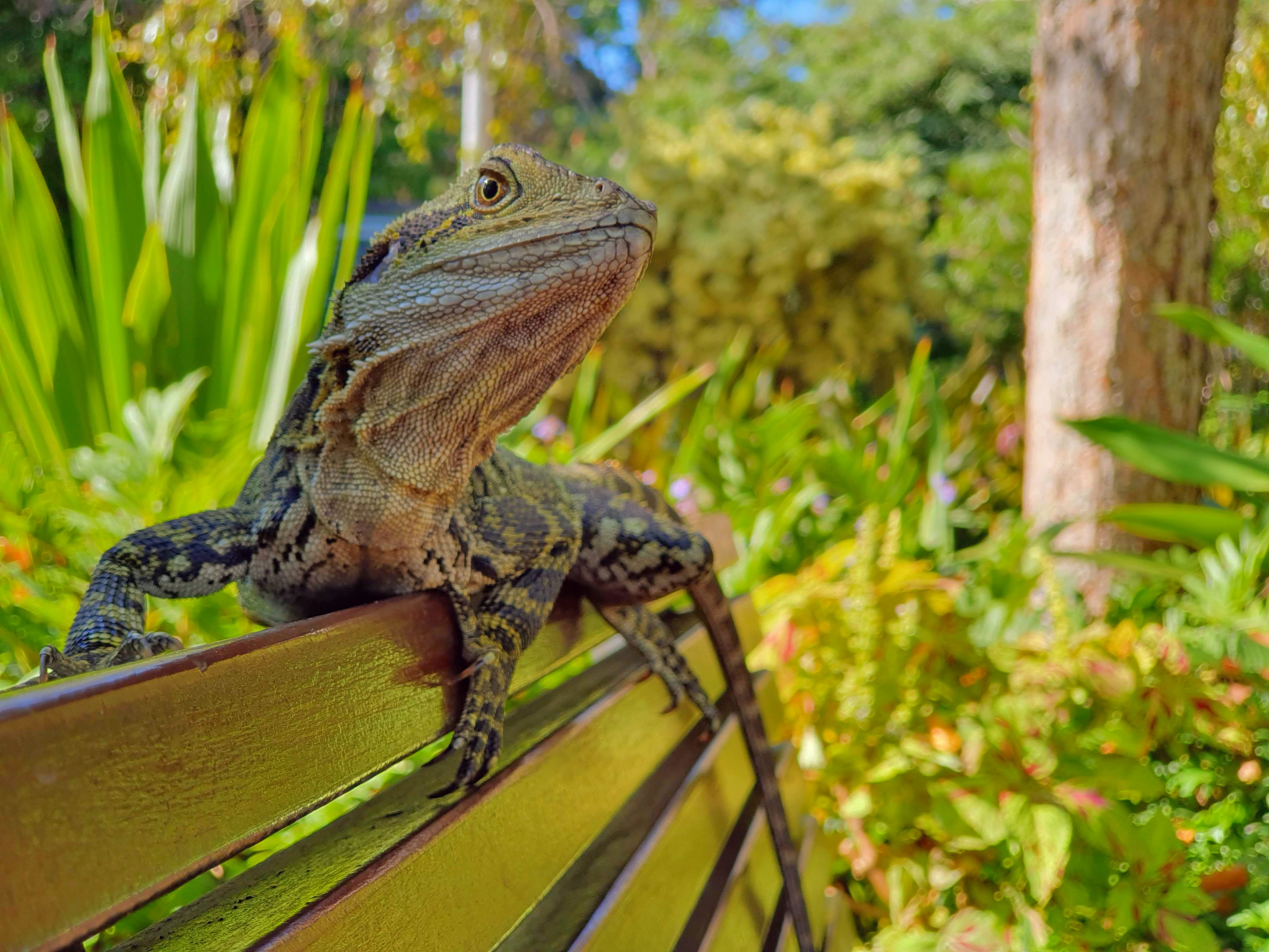 Urban Dragons are Innately Bold