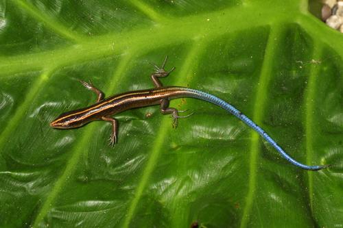 Skirting Skinks: Are Lizards Learning to Live Among Humans?