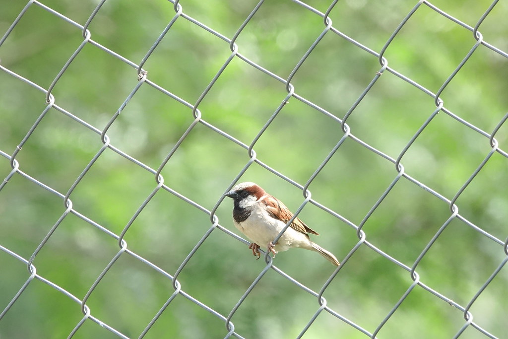 High Lead (Pb) Exposure May Lead to Adaptation in House Sparrows