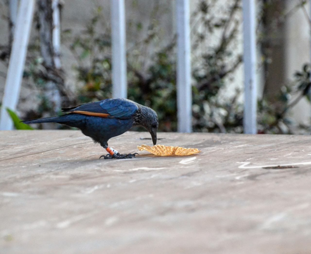 Juggling a Junk Food Diet: Urban Birds Go on a Diet on Weekends Due to Less Availability of Junk Food