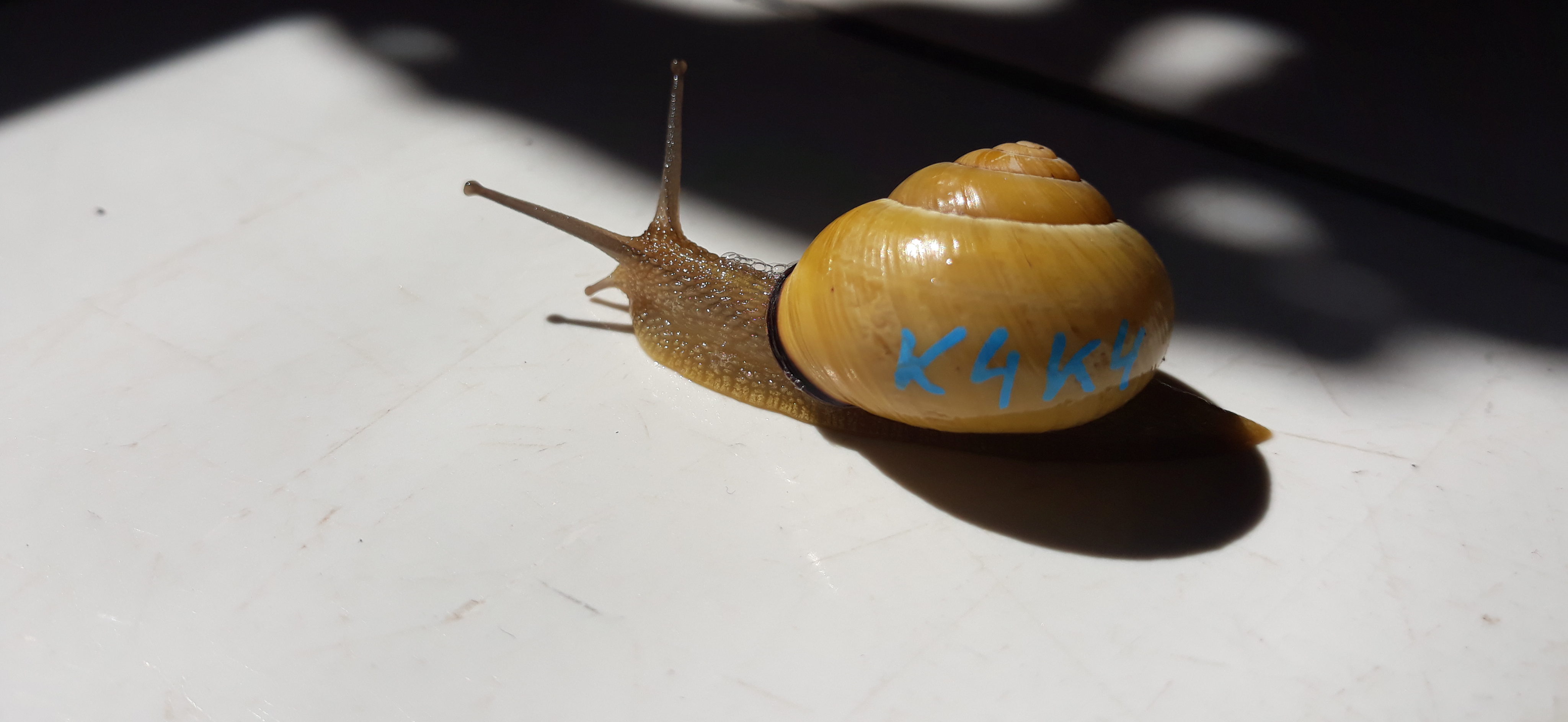 A Cepaea nemoralis snail in the sun